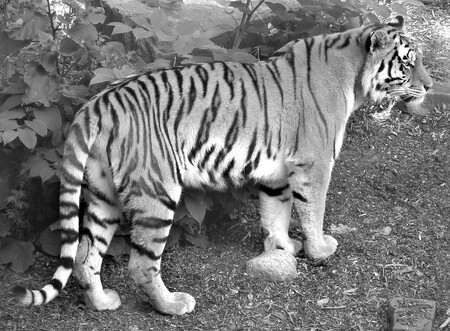 Na první pohled nápadné zbarvení tygra zaujalo již antické přírodovědce, kteří tyto šelmy znali ze zápasů v cirku. Podle vžitých názorů funguje zdánlivě dobře viditelné pruhování v husté vegetaci, navíc plné stínů, jako dokonalé maskování.