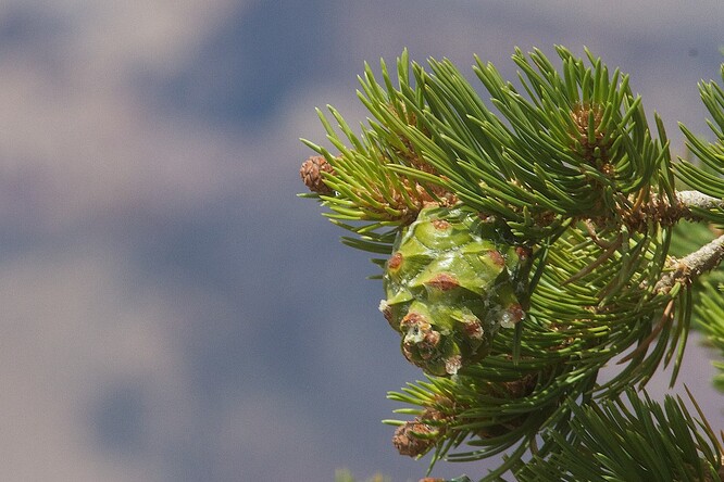 Američtí vědci zkoumali 15 let jalovce a borovice jedlé vystavené vysoké míře umělého hluku ve státě Nové Mexiko. U borovic v hlučných zónách konstatovali 75procentní pokles počtu semenáčků oproti klidnějším místům.