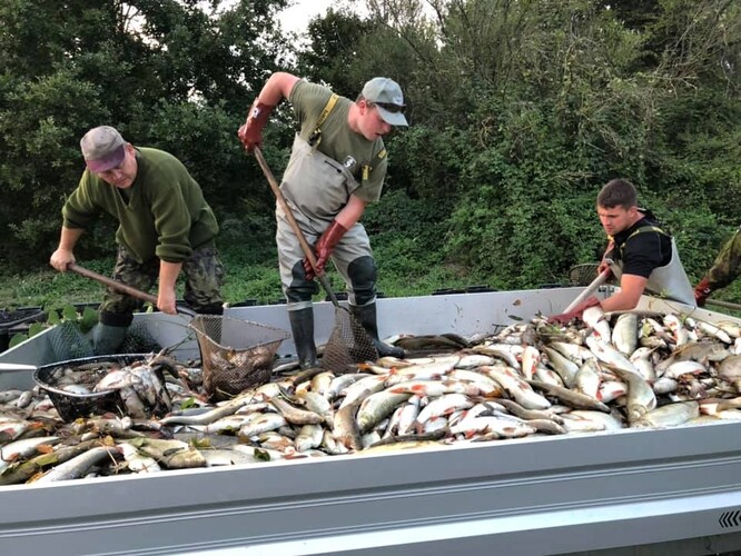 Rybáři odklízejí otrávené ryby z otrávené Bečvy.