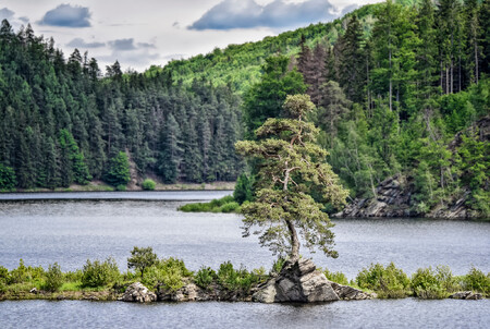 Chudobínská borovice z břehu Vírské přehrady získala vyhrála anketu Evropský strom roku 2020. Místní obyvatelé se prot zavázali vysázet do okolí Vírské přehrady 47 226 stromů - jako počet získaných hlasů.