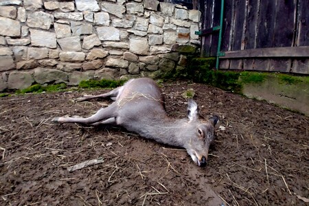 Krmení zvířat nevhodnou potravou Linzey nezmiňuje. Na snímku laň jelena sika, která uhynula po tom, co ji návštěvníci zookoutku dali velké množství pečiva.