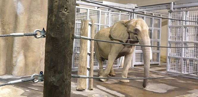 Šestačtyřicetiletá samice jménem Drumbo se narodila v roce 1974 v Zimbabwe, ve vídeňské zoo žila od roku 1992.