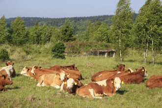 Pastva dobytka u Padrťských rybníků.