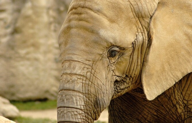 Zahrada chová tři samice slona afrického, jejich chov je v Česku i Evropě vzácný, zahrady většinou chovají ovladatelnější slony indické.