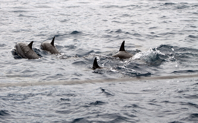 Delfíni u pobřeží ostrova Mauricius. Ilustrační snímek.