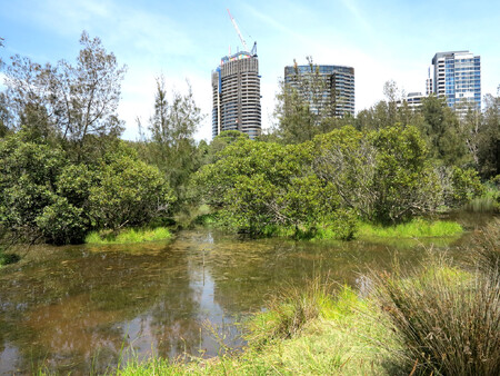 Současná plocha mangrovů představuje méně než polovinu jejich rozlohy zaznamenané v roce 1950. Obrázek přibližuje zbytky těchto unikátních porostů na předměstí Sydney.