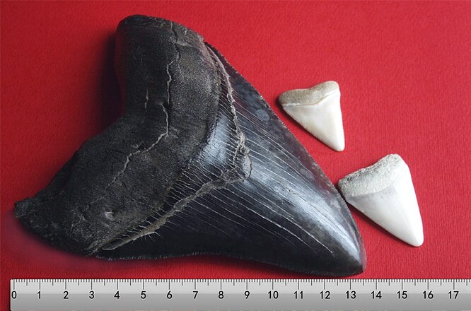Darovaný zub patřil obřímu prehistorickému žralokovi megalodonovi, který podle výpočtu vědců měřil až 16 metrů a z něhož se do dnešní doby dochovaly pouze zuby či obratle. Ilustrační obrázek