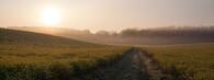 Pole řepky olejky v okolí města Hodonín, okres Hodonín, Jihomoravský kraj, Česko během květnového rána