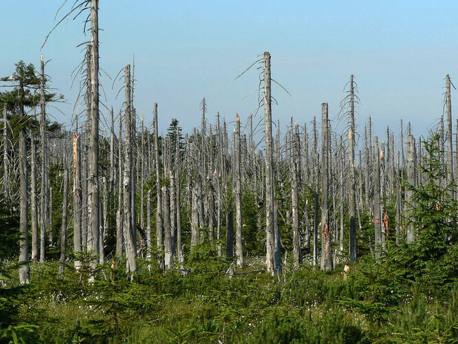 Kyselé deště zasáhly v ČR vícero regionů, především v 80. letech 20. století. Les se po nich zotavuje dlouho - na snímku les v Jizerských horách v roce 2006.