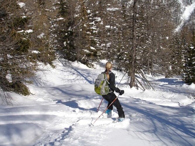 Když skialpinista vyrazí do lesa, kde není mnoho sněhu, jeho hrany lyží mohou poškodit přírusty a kmínky mladých stromků.