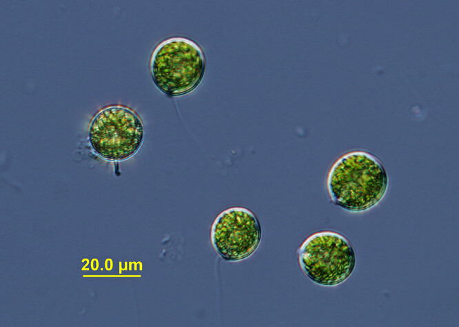 Zelení bičíkovci rodu Chlamydomonas jsou jedním z příkladů rychlé změny fytoplanktonu Jiřické nádrže. Jejich množství ve vodě se rapidně zvýšilo po přívalových deštích. Po odeznění dešťů byli tito bičíkovci postupně nahrazeni jinými druhy fytoplanktonu.