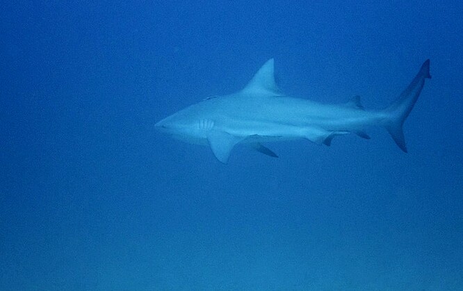 Florida vykazuje nejvíce žraločích útoků na světě. Loni jich bylo hlášeno 21. Globálně jsou však útoky žraloků velmi vzacné.