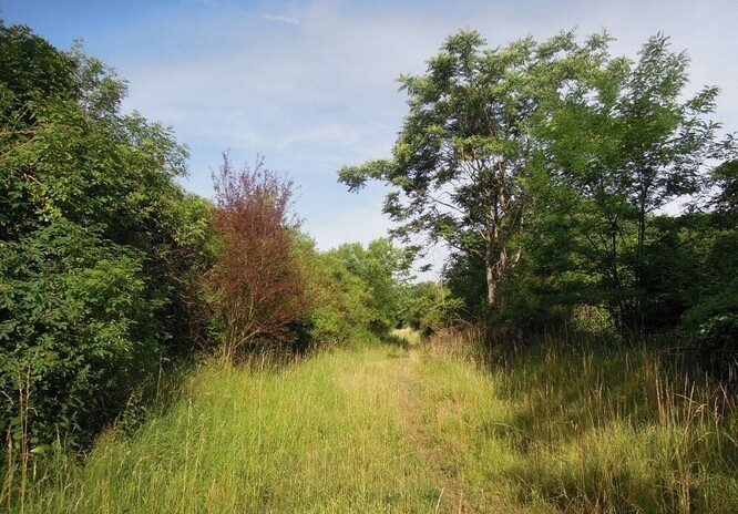 Husté porosty křovin na Černovické terase jsou hnízdištěm mnoha druhů ptáků včetně ohrožených.