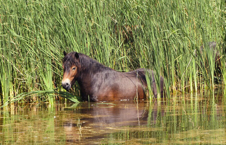 Divoký kůň v rákosinách rybníka Jáma v lokalitě Na Plachtě v Hradci Králové.
