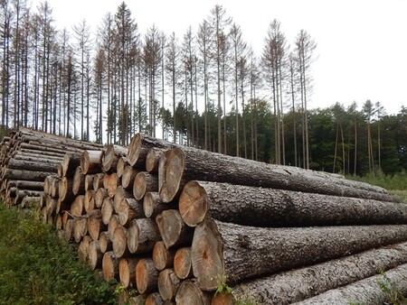 Za zanedbání ochrany lesa proti kalamitním hmyzím škůdcům padla pokuta 200 tisíc korun