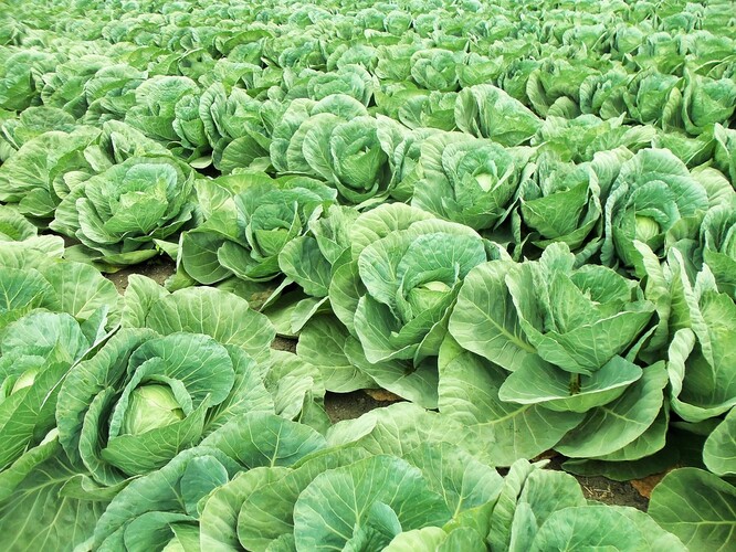 Samosběr zeleniny se farmář loni rozhodl zavést kvůli nedostatku brigádníků i nízkým výkupním cenám, které pěstitelům zeleniny nabízejí velkoobchody.