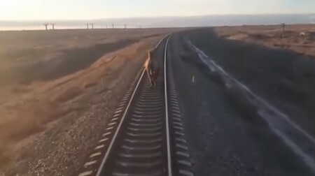 Vlak v jižním Rusku nabral hodinové zpoždění poté, co mu do cesty vstoupil velbloud.