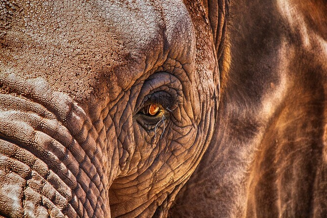 Botswana má největší populaci slonů na světě, odhadem je zde 156 000 slonů. Zimbabwe je druhá s 85 000 zvířaty.