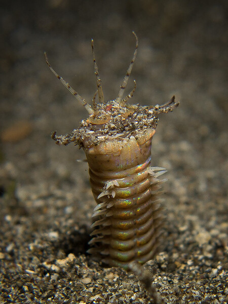 Tento tvor mohl být podobný současnému dravému červu druhu Eunice aphroditois (na obrázku), který číhá ukrytý v písčitém mořském dně a ven má vystrčená jen tykadla, jimiž je schopný ucítit kořist.