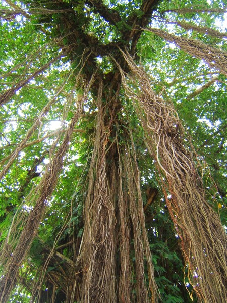 Fíkusovníky patří k největším stromům papuánských pralesů, a díky velikému množství lián a dutin hostí mnoho hnízd mravenců.