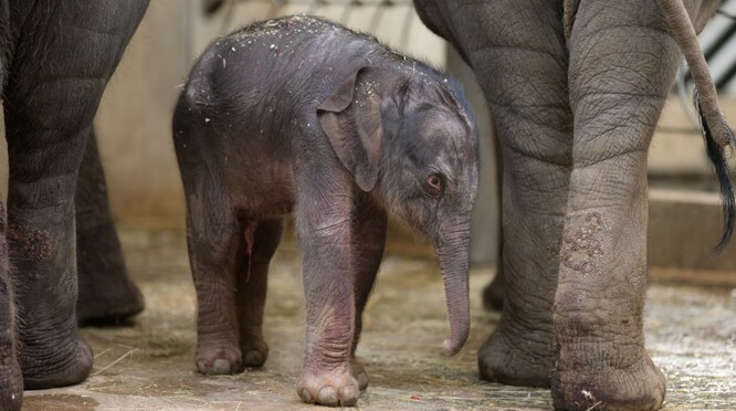"Je to první samička narozená v Zoo Praha. Je také budoucností chovu našich slonů a v jistém smyslu i budoucností naší zoo," řekl ředitel Bobek. "Ze samičky vážící 92 kilogramů se stalo sebevědomé slůně s 350 kilogramy," doplnil.