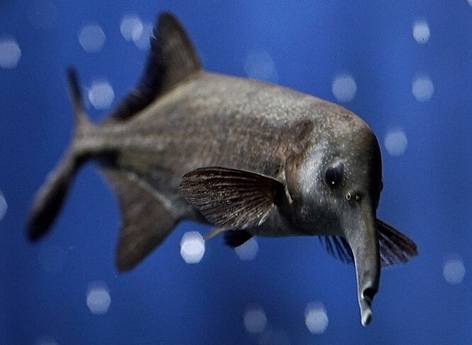 V Ekozookoutku bude k vidění například ryba nazvaná rypoun Petersonův, která pro orientaci využívá elektrické signály.
