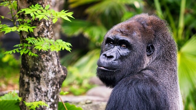 Mezi nejvíce zasažené druhy patří sladkovodní živočichové, gorily východní nížinné v Konžské demokratické republice nebo papoušek šedý v Ghaně.
