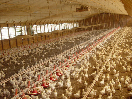 Soběstačnost v chovu kuřat klesla z 85 procent na 65 procent.