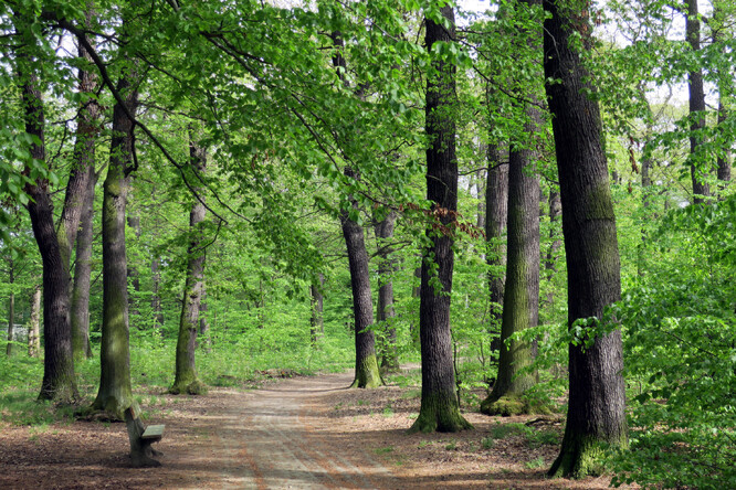 Nejstarší les v Praze je v oboře Hvězda. Nachází se tam dubové porosty starší než 200 let.