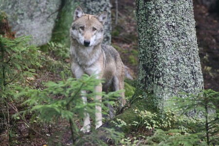 Stopování, genetika i fotomonitoring potvrzuje, že se vlci na Šumavě udrželi a v roce 2019 měli opět mláďata.