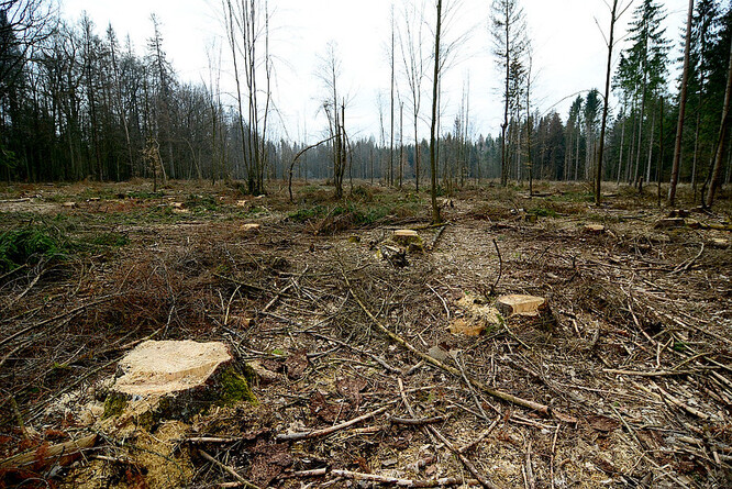 Plán zvýšit objem těžby v Bělověžském pralese byl jedním z prvních sporných rozhodnutí, jaké vláda národně-konzervativního Práva a spravedlnosti udělala krátce po nástupu k moci v roce 2015.