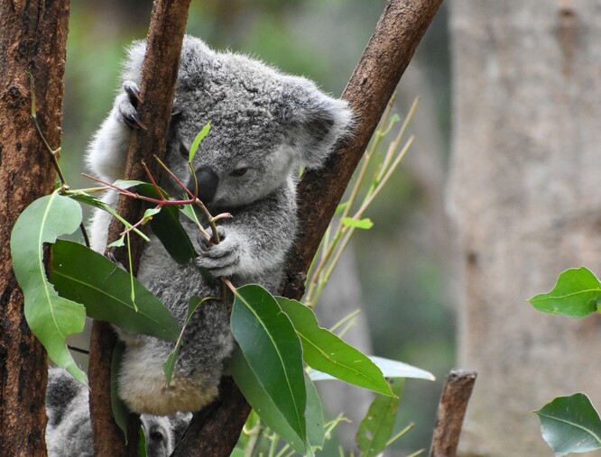 V roce 2016 se vědci domnívali, že v Austrálii žije více než 300 000 koalů. V polovině roku 2019 Australská nadace koalů odhadla, že již je v zemi méně než 80 000 a mohlo by jich být dokonce i jen 43 000. Strach o koaly zesílil za loňských požárů. Tato zvířata ale byla v ohrožení ještě předtím, než jejich populaci zdecimoval oheň. Podle vědců a ochránců přírody přicházejí kvůli odlesňování zvířata o své přirozené prostředí a jsou nucena se přibližovat k městské zástavbě, kde je může například srazit auto nebo zakousnout pes. Nedávno se jeden koala ukryl na vánočním stromku australské rodiny. Vystresovaní koalové jsou také náchylnější ke smrtelným chorobám.
