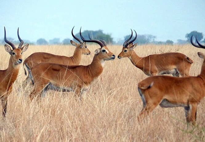 Když se každý rok vydá 800 000 antilop - vodušek kob - k mokřinám v cípu jižního Súdánu vyvolávají v nás jejich ohromná stáda zdání čísly nevyjádřitelného množství. Přesto jejich počty rapidně klesají.