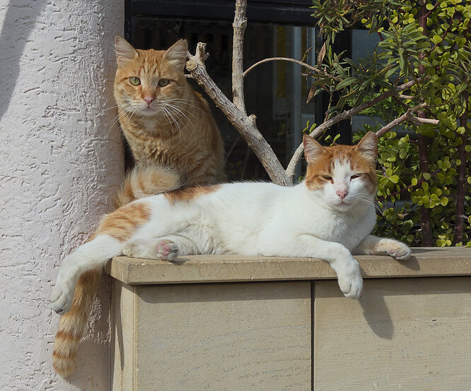 Spojení Kypru s kočkami má dlouhou historii. Stopy, které svědčí o jejich domestikaci na středomořském ostrově, jsou nejstarší, jaké se kdy nalezly, a to včetně těch ve faraonském Egyptě.