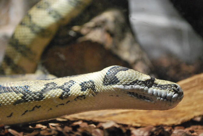 Chytač hadů Steven Brown obě krajty kobercové označil za mimořádně velké. Odhadl, že škrtiči soupeřili o samičku. Ilustrační obrázek