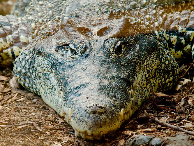 Krokodýli kubánští patří k nejvzácnějším a nejohroženějším krokodýlům světa. Vyskytují se pouze v bažinách poloostrova Zapata na Kubě a v bažinách Lanier na kubánském Ostrově mládeže. Dosahují délky kolem tří metrů.