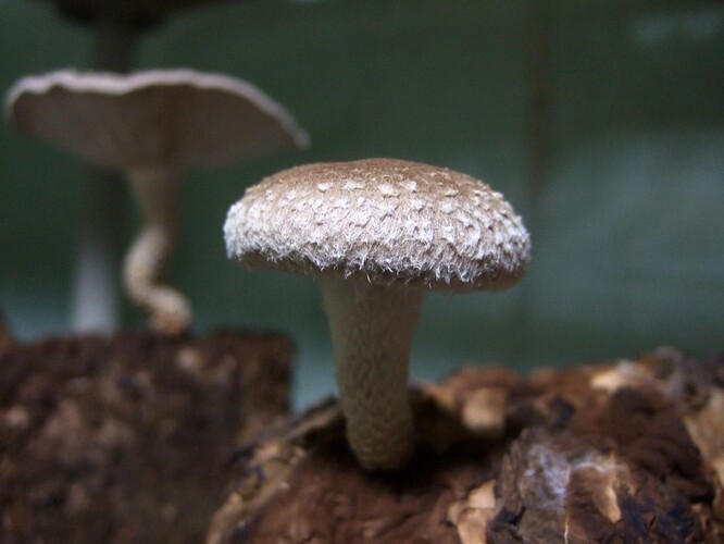 Šiitake znamená v překladu houba z dubu, právě proto se k pěstování využívají dubová polena.