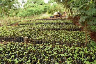 Lesní školka v Kamerunu. Nová naděje pro místní lesy i lidi.