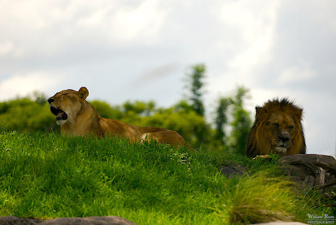 Lvy berberské chová liberecká zoo od roku 2015, chovný samec je z olomoucké zoo a samice z jedné francouzské. Lev berberský patří k větším druhům lva, je zapsán v červené knize ohrožených zvířat. Ve volné přírodě byl vyhuben v 19. století a přežívá jen v zoologických zahradách a soukromých chovech.