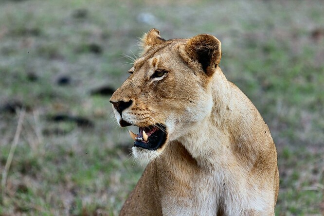 Jedna lvice začala být agresivní vůči druhé samici a svou pozornost pak obrátila k Mathewsonovi. Podle rodiny oběti si zvířata podle všeho jen příliš drsně hrála. Ilustrační foto