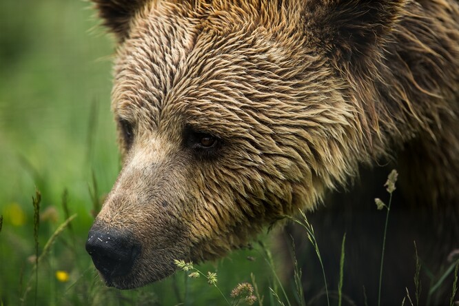 Medvěd hnědý se v posledních letech vyskytuje v CHKO Beskydy sice pravidelně, ale spíše jen přechodně. Medvědí přítomnost nebyla ve zdejších horách od loňského jara zaznamenána.
