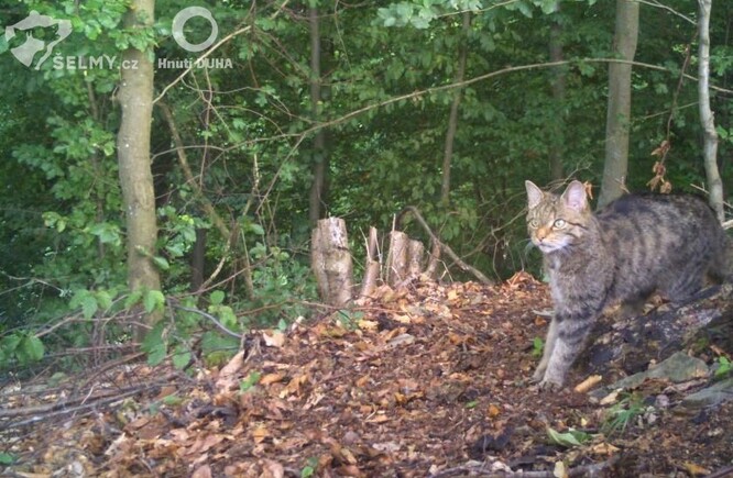 Kočka divoká zachycená fotopastí v Javorníkách. Ilustrační snímek.