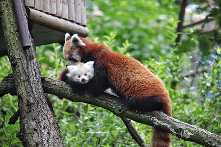 Mládě pandy červené, jeden z letošních přírůstků brněnské zoo.