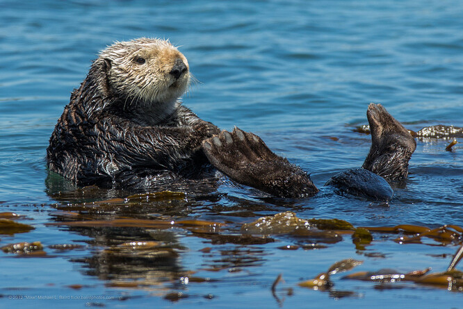 Záliv v Monterey je díky přítomnosti vyder mořských jedním z nejzdravějších a nejčistších při celém pobřeží Severní Ameriky.