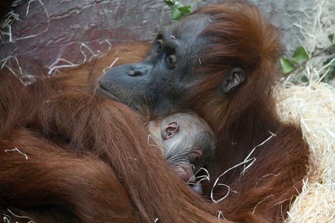 Orangutan narozený 17. listopadu, dostal jméno Pustakawan, zkráceně Kawi. Jméno, které v indonéštině znamená knihovník, odkazuje k postavě orangutana-knihovníka z knih Terryho Pratchetta.