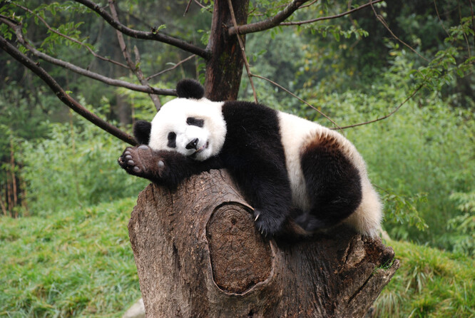Badatelé z Univerzity přírodních věd v Pekingu  vyhodnotili deset let střádané záběry z fotopastí instalovaných v pandích rezervacích. A povšimli si, že tam kde se začnou chránit pandy, začnou dříve nebo později mizet levharti, irbisové, vlci a dhoulové.