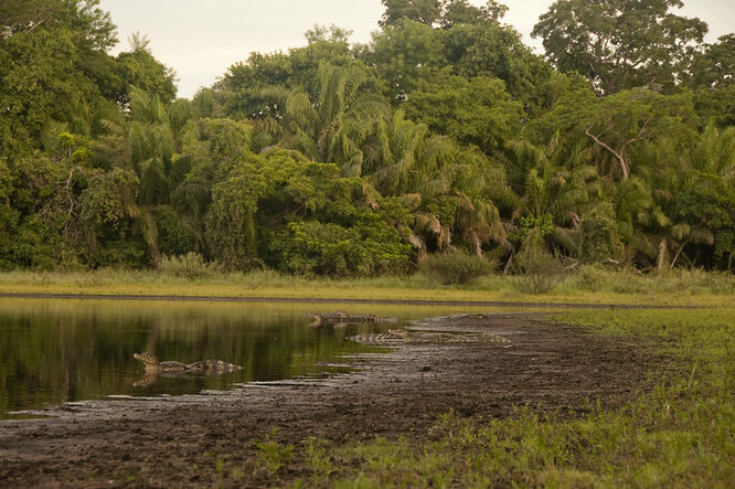 Biodiverzita Pantanalu patří mezi jednu z nejbohatších na světě.