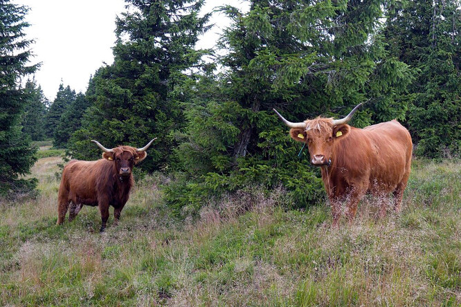 Krávy skotského náhorního skotu v Jeseníkách.