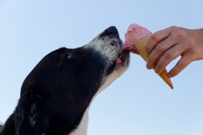 Psí zmrzliny neobsahují mléčné produkty, protože někteří psi, stejně jako někteří lidé, nesnášejí příliš dobře laktózu. Základ tak tvoří máslo ze slunečnicových semínek, stejně jako v případě zmrzlin bez laktózy. Ilustrační obrázek
