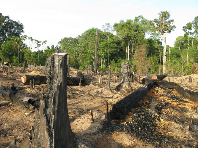 Z dat brazilského Národního ústavu pro výzkum vesmíru (INPE) vyplývá, že destrukce pralesa se oproti minulému roku zvýšila o 9,5 procenta a zasáhla plochu o 11 088 kilometrech čtverečních, což odpovídá rozloze Středočeského kraje.
